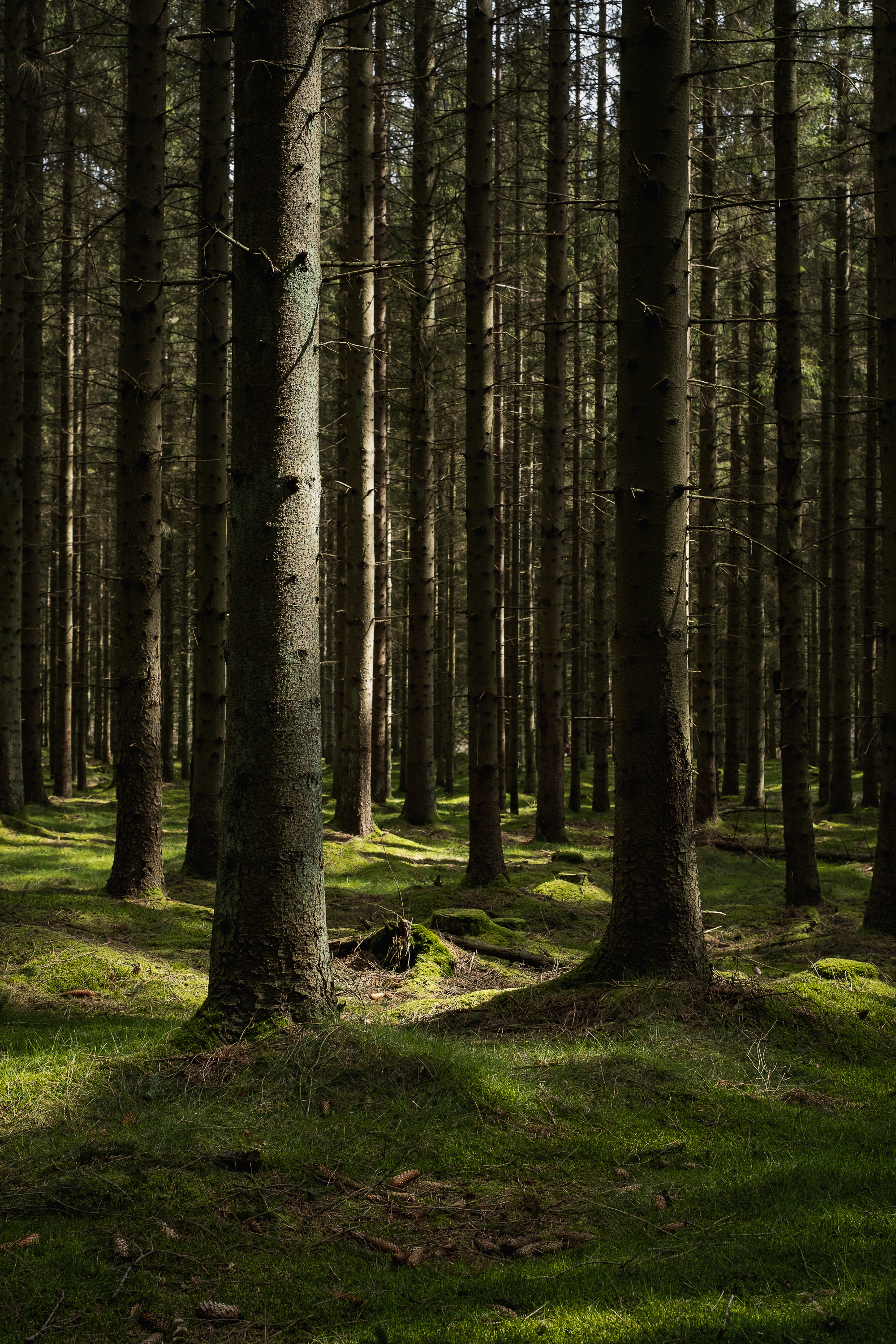 Kadeau x Bornholm Distillery Forest Gin