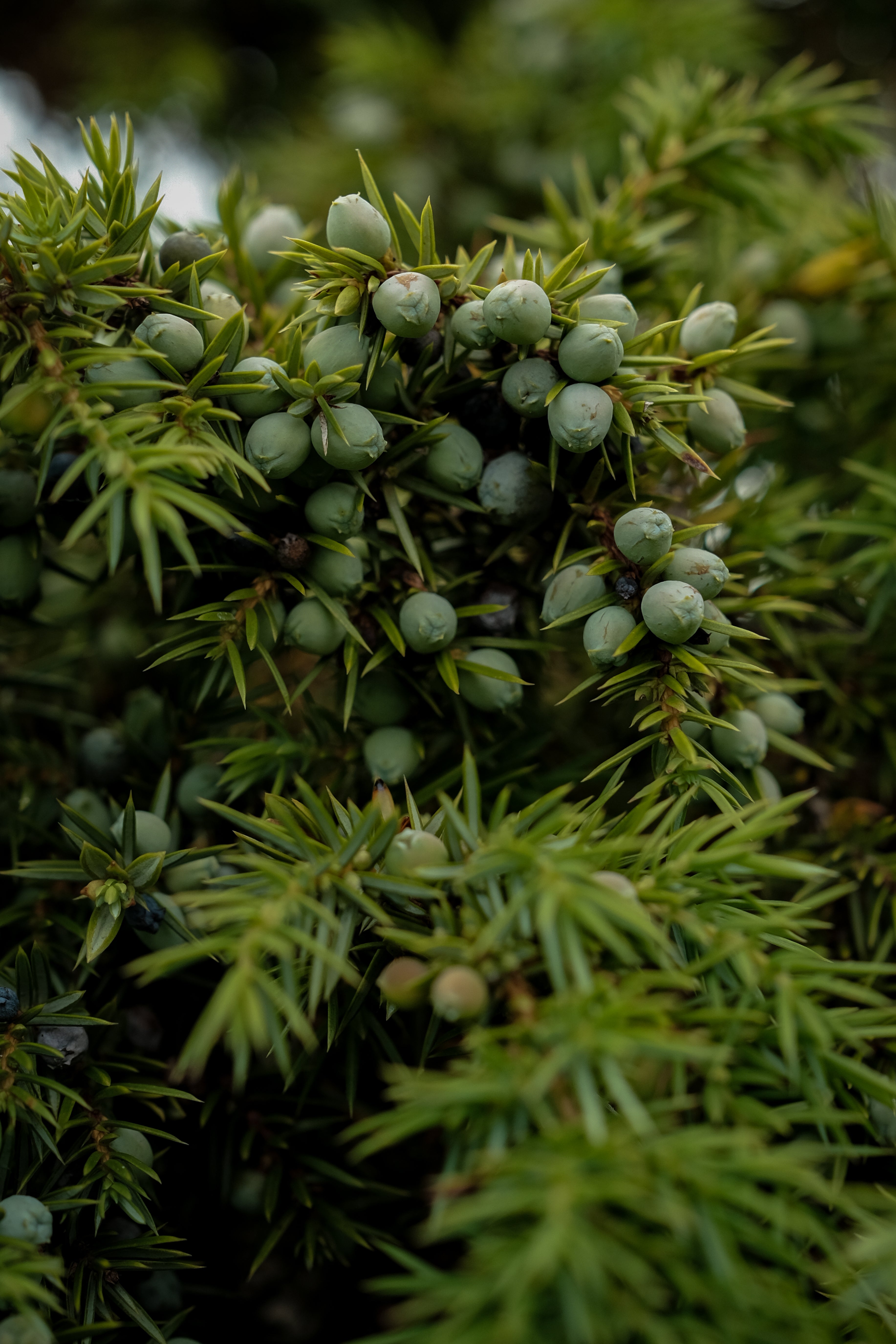 Kadeau x Bornholm Distillery Forest Gin